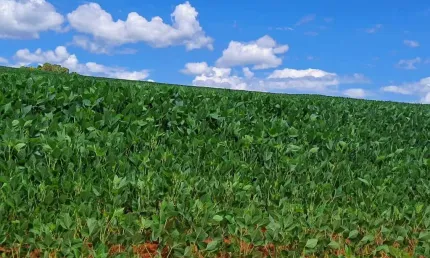 Sitio para venda na região de Araxa-MG, com 87 hectares, sendo 50 hectares agricultáveis, benfeitorias, rio na propriedade, altitude café