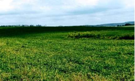 Fazenda para venda na região de Bauru-SP, com 132 alqueires, planta 125 alqueires, 1 km do asfalto, ótima localização