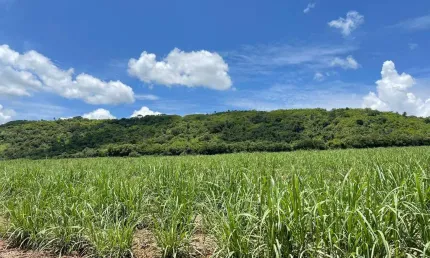 Fazenda dupla aptidão para venda na regiao de porto ferreira-sp, com 106 alqueires sendo 55 alq em cana arrendada mais 25 alq em pasto, boa de agua