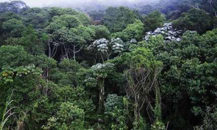 Sitio de Mata Atlantica para venda ou arrendamento na regiao de Jacupiranga-SP, com 30 hectares para compensação ou produção de palmito