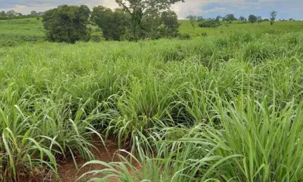 Ótima fazenda para venda na região de Monte Alegre de Goias -GO, com 2.600 hectares, montada pecuária, muita agua e benfeitorias
