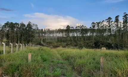 Excelente fazenda para venda em Altinopolis-SP, com 49 alqueires, cana e eucalipto, sem benfeitorias, muito boa de agua, Rio Sapucai