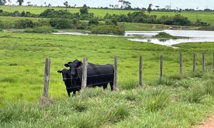 Fazenda dupla aptidão para venda na região de Araguaina-TO, com 17.000 hectares sendo 11.000 abertos, muitas benfeitorias
