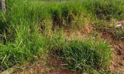 Terreno à venda, 2000 m² por R$ 800.000,00 - Chácara Coqueiro - Itaquaquecetuba/SP