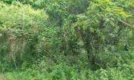 Terreno de 3.840m² à venda na Reserva Sapiranga, na Praia do Forte: sua oportunidade de investimento único!
