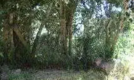 Terreno para Venda - 0m², 0 dormitórios, Belém Novo