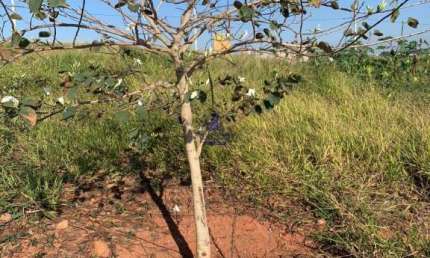 Terreno à venda no Cataguá, Taubaté 