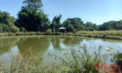 Sítio para venda, Linha Sete Sul 3 quarto(s),  -SILVEIRA MARTINS - SI1332