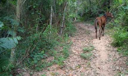 TERRENO 21.000 m² - CAMPO LIMPO PAULISTA R$400.000,00 OPORTUNIDADE