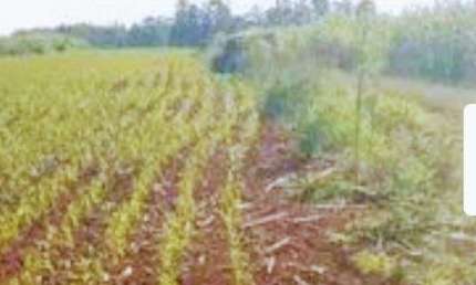 Excelente Chácara com 3,7 hectares Município de Paverama - RS