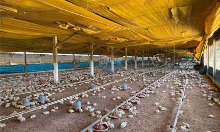Granja com 3 alqueires bem localizada e em pleno funcionamento de 65.000 aves podendo expandir