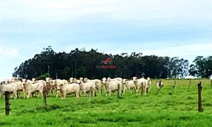 Área rural - distrito de Adhemar de Barros - Terra Rica/PR - próximo Rio Paranapanema