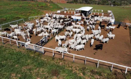 Fazenda à venda, 3799400 m² por r$ 15.700.000 - zona rural - aparecida do taboado/ms