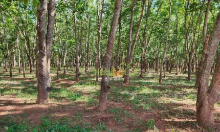 Sítio à venda, 242000 m² por R$ 2.200.000,00 - Zona Rural - Jales/SP