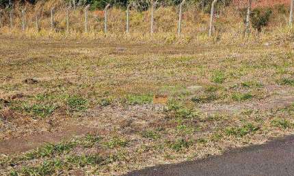 Área à venda, 2025 m² por R$ 708.000,00 - Loteamento Parque dos Pássaros - São José do Rio Preto/SP