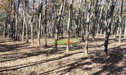 Fazenda com 4 dormitórios à venda, 1815000 m² por R$ 11.880.000,00 - Centro - Auriflama/SP