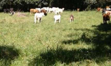 Terreno à venda na Fazenda Serrano - Estrada Canedos - Piracaia, Bairro Cachoeira,  Entrar A Esquerda, 3,5 Km Da Estrada, 00, Canedos, Bom Jesus dos Perdões