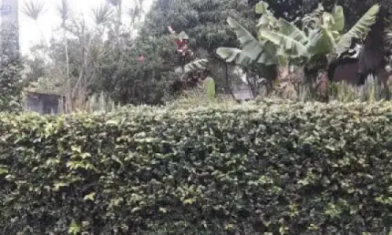 Terreno à venda, 420 m² por R$ 600.000 - Vila das Palmeiras - Guarulhos/SP - CÓD. TE0522