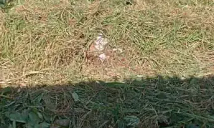 Terreno para Venda em Mogi das Cruzes, Alto Ipiranga