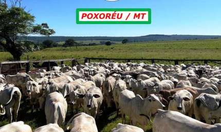 FAZENDA BANHADA PELOS CÓRREGOS DANTAS E DOURADO ESTRUTURADA