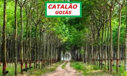 FAZENDA EM CATALÃO/GO-BEM ESTRUTURADA E RICA EM PLANTAÇÃO DE SERINGUEIRA