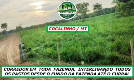 FAZENDA EM COCALINHO/MT-DUPLA APTIDÃO-3.500 METROS DE BEIRA DO RIO