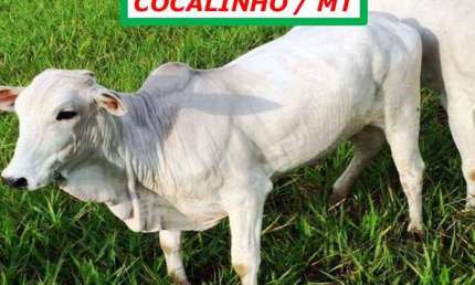 FAZENDA COM TOPOGRAFIA PLANA - FORMADA NA PECUÁRIA-ESTRUTURADA-