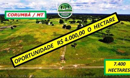 FAZENDA PARA PECUÁRIA -TODA CERCADA- PERTINHO DO ASFALTO DA BR-262