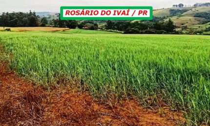 FAZENDA COM BOA TOPOGRAFIA TERRA MISTA PLANTANDO ESTRUTURADA