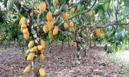 Lindo Sitio de 40.000m2, Nascente, Plantio de Cacau, banana, coco, mamão, jaca, e outros, localizado na Carobeira em Ilhéus  BA