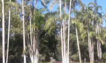 Chácara com 1 dormitório à venda, 5000 m² por R$ 350.000,00 - Chácaras Iporanga - Peruíbe/SP