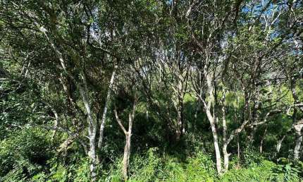 Terreno à venda na Rua Waldemar Figueiró, --, João Paulo, Florianópolis por R$ 1.910.000