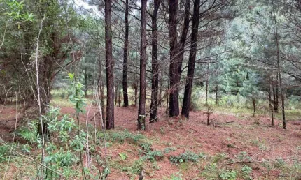 Chácara / sítio à venda no Caracol, Canela 