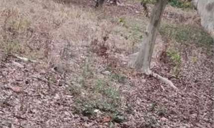 Terreno à venda na Rua Doutora Esmeralda Mendes Policene, Jardim Avelino, São Paulo