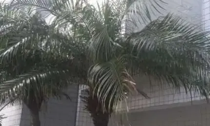Apartamento para Venda em Itanhaém, Jardim Iberá, 2 dormitórios, 1 suíte, 2 banheiros, 2 vagas