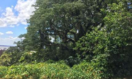 Terreno à venda na Rua Liberal, 208, Tristeza, Porto Alegre