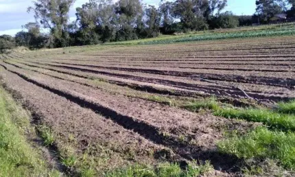 Chácara / sítio à venda na Avenida do Lami, 2752, Lageado, Porto Alegre