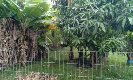 Chácara / sítio com 3 quartos à venda na Avenida José Garibaldi, 1201, Passo do Vigário, Viamão