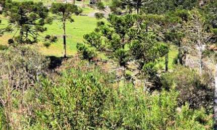 Chácara / sítio com 3 quartos à venda na 390, 453, Centro, Bom Jardim da Serra