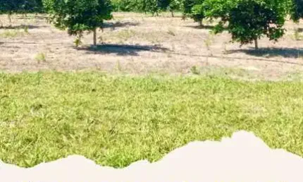 Chácara / sítio à venda na Estrada De Sobradinho, 100, Solar (São Vicente), Araruama