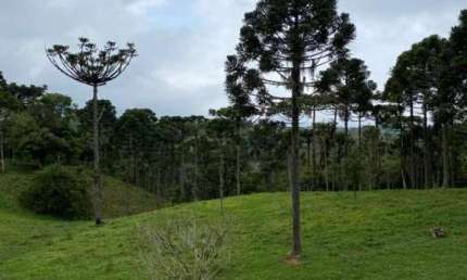 Chácara para Venda em Campo Alegre, ., 2 dormitórios, 1 suíte, 3 banheiros