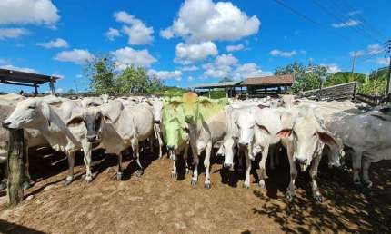 Fazenda à Venda na Região dos Lagos – Localização Estratégica e Excelente Acesso!