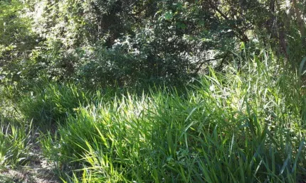 Chácara / sítio com 1 quarto à venda no sousas, campinas , 21000 m2 por r$ 850.000