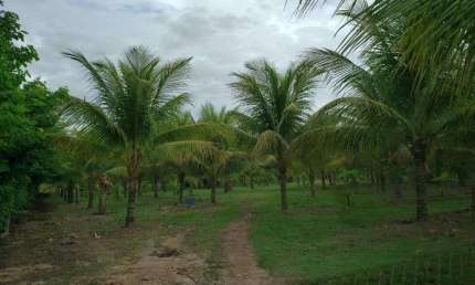 Município de Cuiabá 54.000 m² de area, 104 metros de beira rio Cuiabá por R$ 1.100.000 - Zona Rural - Cuiabá/MT