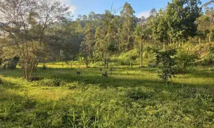 Área à venda, 39370 m² por R$ 400.000,00 - Bairro dos Forros - Monteiro Lobato/SP
