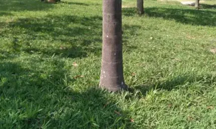 Chácara com 3 dormitórios à venda, 4740 m² por R$ 550.000,00 - Convívio Reconquista - Salto/SP