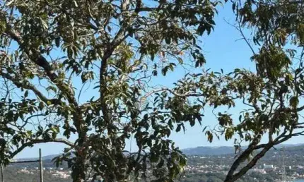 Terreno à venda, 1400 m² por R$ 650.000,00 - Condomínio Jardins da Lagoa - Lagoa Santa/MG