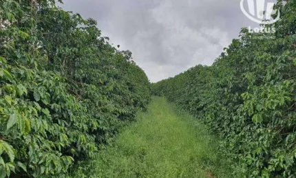 Fazenda à venda, 1260000 m² - Zona Rural - São Gonçalo do Sapucaí/MG