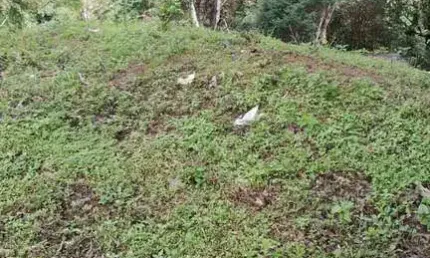 Terreno à venda no Jardim Quisisana, Poços de Caldas  por R$ 250.000