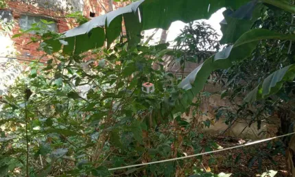 Terreno à venda 1 vaga baeta neves - são bernardo do campo - sp